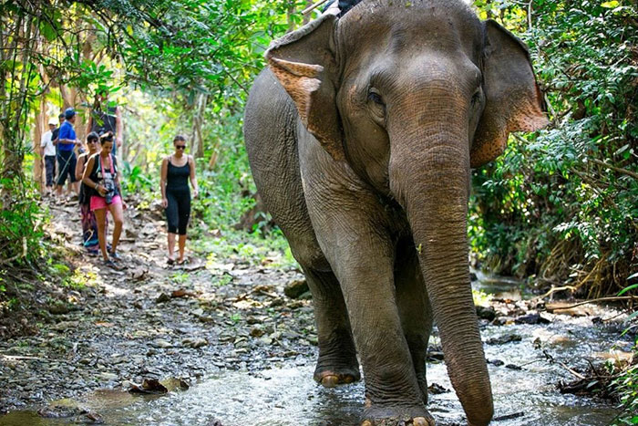 éléphants Luang Prabang marche jungle